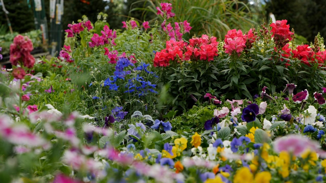 Get It Growing: Start planting beautiful cool season bedding selections